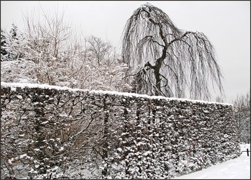 текст при наведении