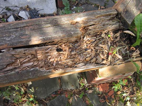 гнилое бревно