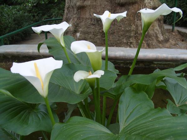 калла эфиопская